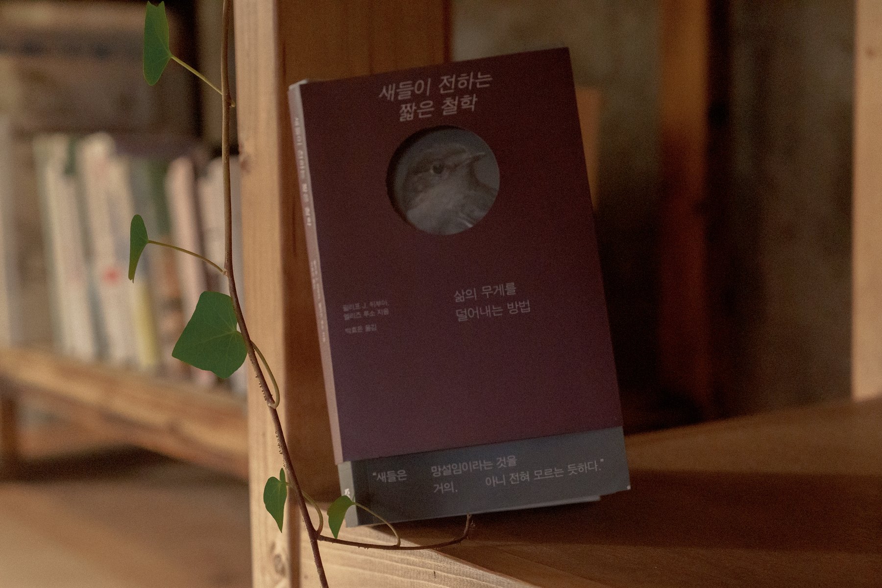 컴포지션 서가 위, 초록 덩굴 곁에 놓인 『새들이 전하는 짧은 철학』